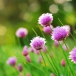 596-spring-allergies-no-more